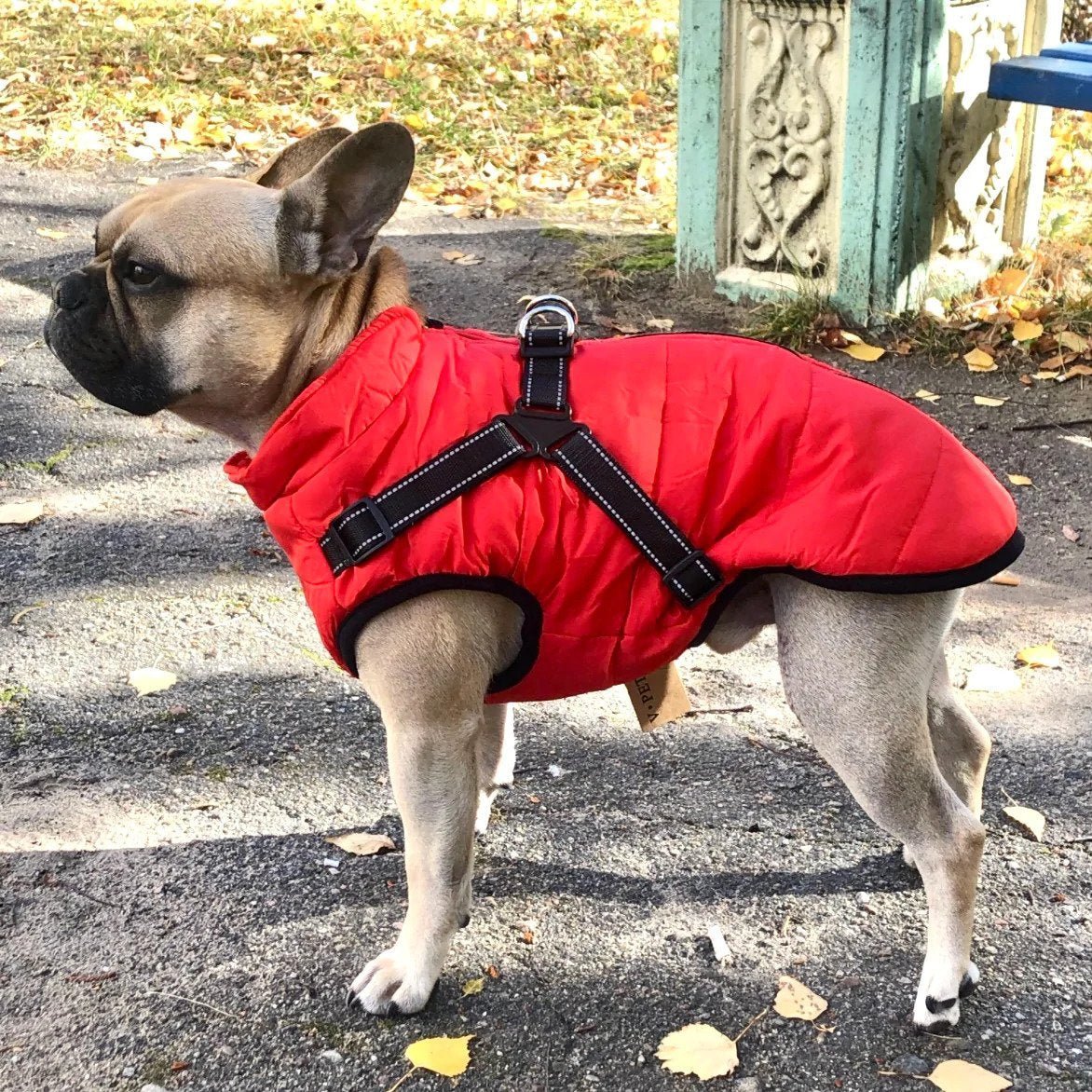 🐕‍🦺【50% отстъпка】Есенни и зимни ски дрехи за домашни любимци, водоустойчиво и топло памучно яке за кучета